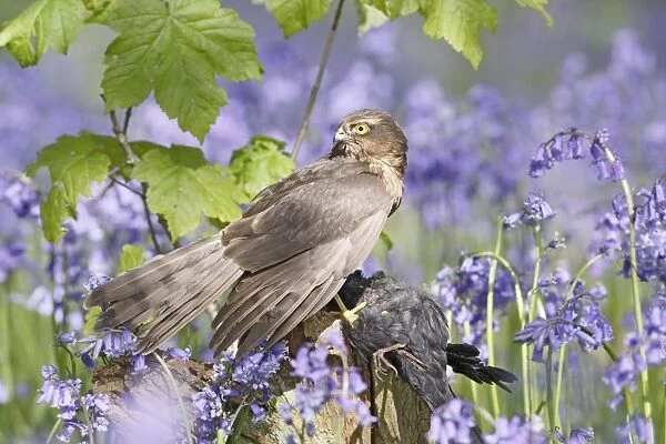 Sparrowhawk - with prey in bluebell wood
