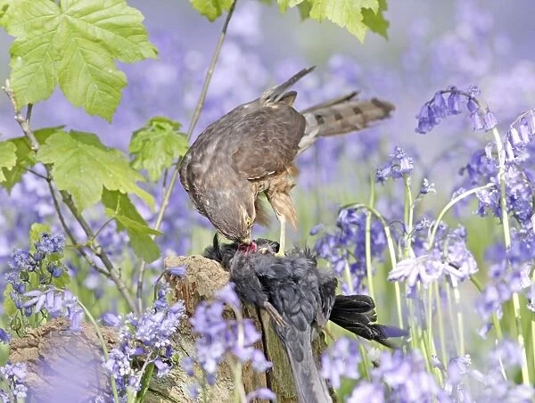 Sparrowhawk - with prey in bluebell wood - Bedfordshire - UK 007327