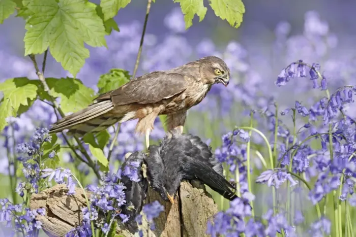 Framed Print : Sparrowhawk - with prey in bluebell wood - Bedfordshire - UK 007314 Framed Print : Sparrowhawk - with prey in bluebell wood - Bedfordshire - UK 007314