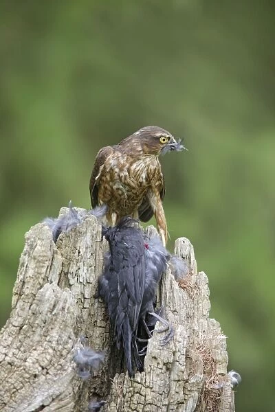 Sparrowhawk - young male feeding on blackbird - Bedfordshire - UK 007131