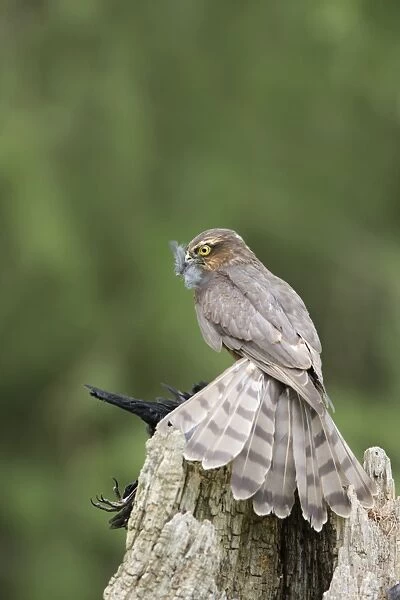 Sparrowhawk - young male feeding on blackbird - Bedfordshire - UK 007133