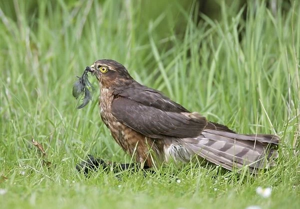 Sparrowhawk - young male feeding on blackbird - Bedfordshire - UK 007137