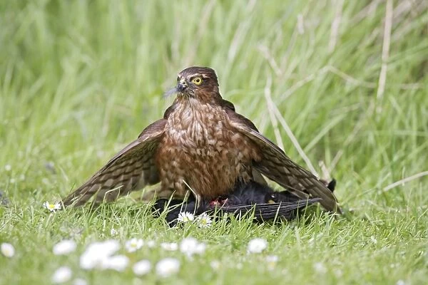 Sparrowhawk - young male feeding on blackbird - Bedfordshire - UK 007140
