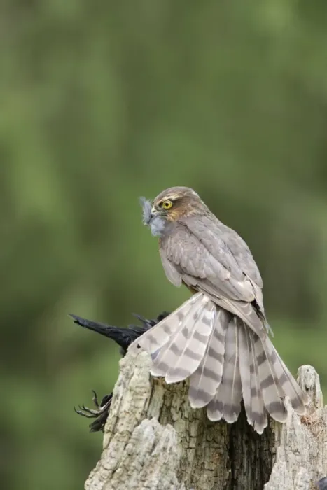 Framed Print : Sparrowhawk - young male feeding on blackbird - Bedfordshire - UK 007133 Framed Print : Sparrowhawk - young male feeding on blackbird - Bedfordshire - UK 007133