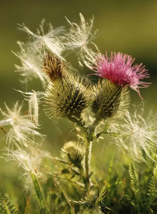 Framed Print : Spear Thistle - flower & thistledown Framed Print : Spear Thistle - flower & thistledown