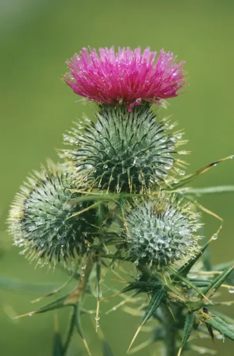 Framed Print : Spear Thistle ROG 10976 Widspread weed Cirsium vulgare © Bob Gibbons / ARDEA LONDON Framed Print : Spear Thistle ROG 10976 Widspread weed Cirsium vulgare © Bob Gibbons / ARDEA LONDON