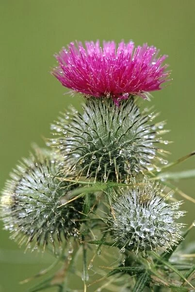 Spear Thistle - widespread weed
