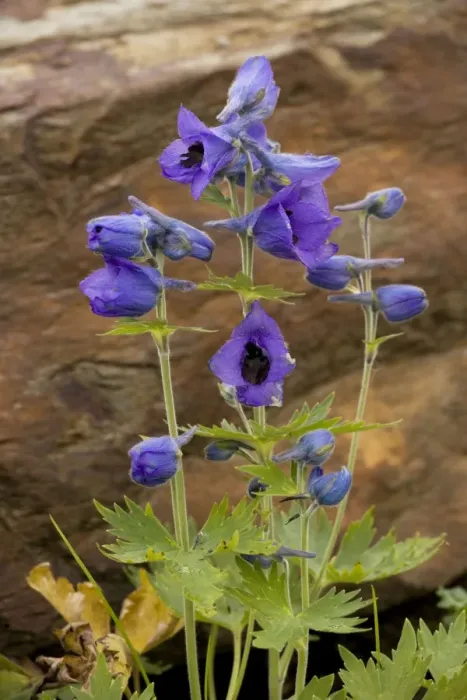 Framed Print : A species of Delphinium (Delphinium speciosum) from the Caucasus Framed Print : A species of Delphinium (Delphinium speciosum) from the Caucasus