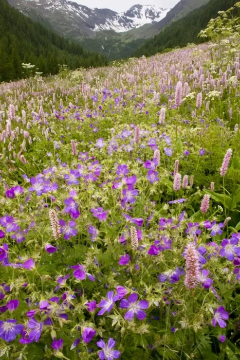 Framed Print : Species-rich flowery pasture, with Bistort - Wood Cranesbill (Geranium sylvaticum) etc in the Narreyroux valley - Ecrins National Park, french alps, France Framed Print : Species-rich flowery pasture, with Bistort - Wood Cranesbill (Geranium sylvaticum) etc in the Narreyroux valley - Ecrins National Park, french alps, France