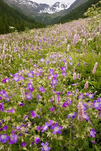 Species-rich flowery pasture, with Bistort - Wood Cranesbill (Geranium sylvaticum) etc in the Narreyroux valley - Ecrins National Park, french alps, France