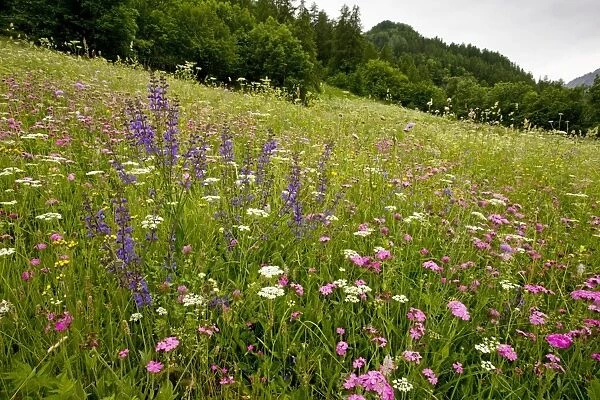 Species-rich flowery pasture, dominated by Jove's flower, in the Ecrins National Park, french alps, France