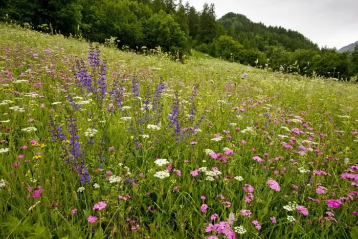 Framed Print : Species-rich flowery pasture, dominated by Jove's flower, in the Ecrins National Park, french alps, France Framed Print : Species-rich flowery pasture, dominated by Jove's flower, in the Ecrins National Park, french alps, France