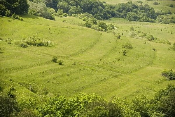 Species-rich hillside with old cultivation terraces above roadside cafe near Mihai Viteazu. Romania