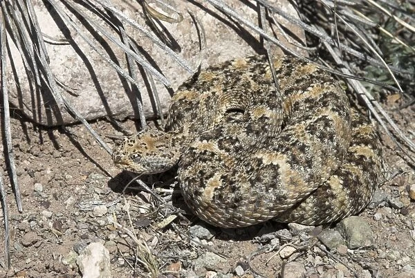 Speckled Rattlesnake Coiled against rock. Arizona USA