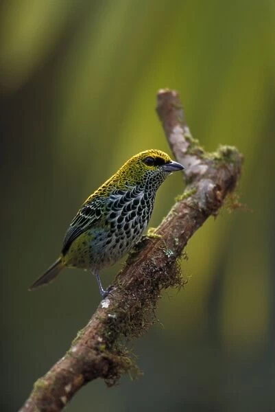 Speckled Tanager - Tropical Rain Forest, Costa Rica - Range is from Costa Rica and Trinidad to SE Colombia and N Brazil