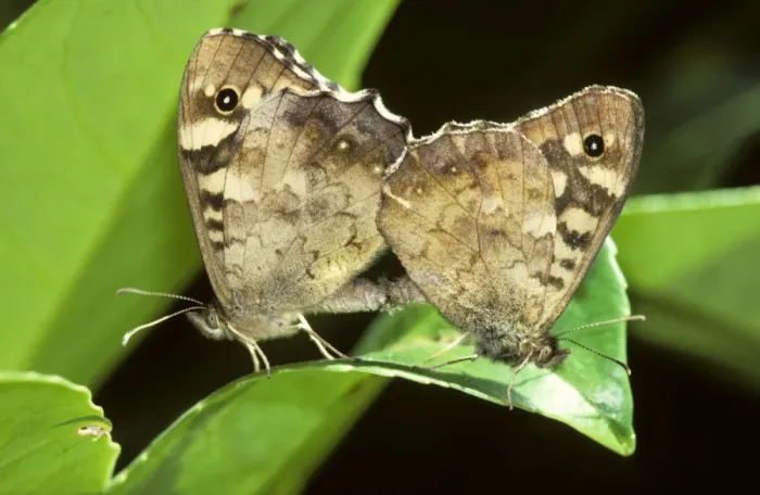 Framed Print : Speckled Wood Butterflies - on flower Framed Print : Speckled Wood Butterflies - on flower