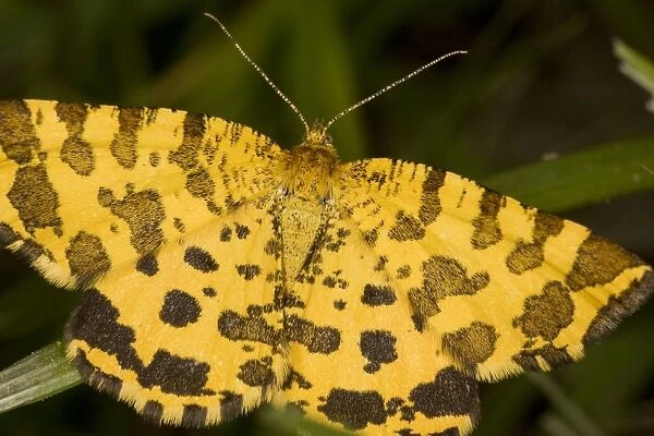 Speckled Yellow Moth Pseudopanthera macularia. Common day-flying moth, Dorset