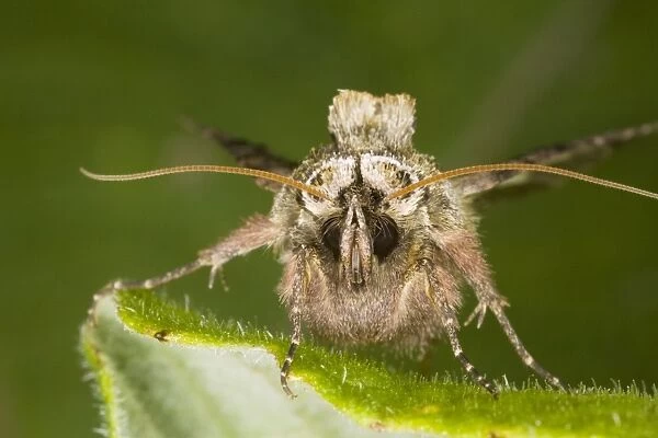 Spectacle Moth (Abrostola triplasia) - Dorset - UK