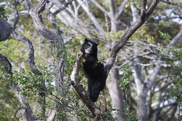 Spectacled  /  Andean Bear - in tree. Venezuela