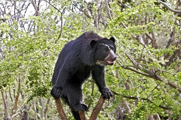 Spectacled Bear - balancing in tree. Venezuela