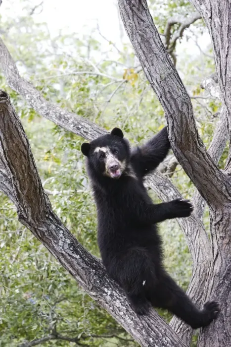 Framed Print : Spectacled Bear - balancing in tree. Venezuela