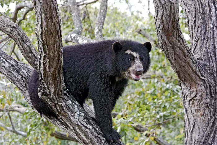Framed Print : Spectacled Bear - balancing in tree. Venezuela Framed Print : Spectacled Bear - balancing in tree. Venezuela