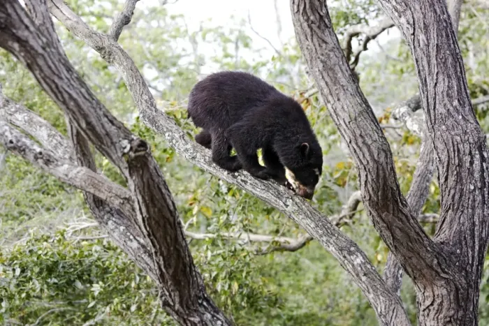 Framed Print : Spectacled Bear - in tree. Venezuela Framed Print : Spectacled Bear - in tree. Venezuela