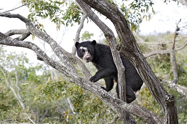 Spectacled Bear - in tree. Venezuela