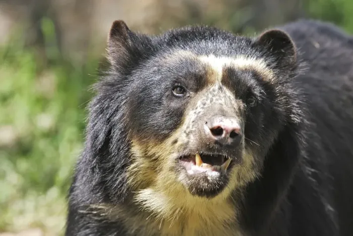 Framed Print : Spectacled Bear. Venezuela Framed Print : Spectacled Bear. Venezuela
