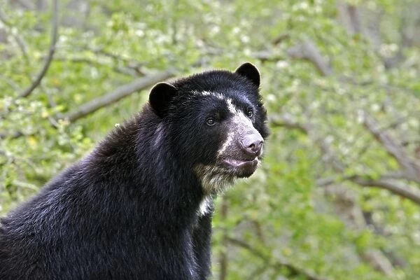 Spectacled Bear. Venezuela