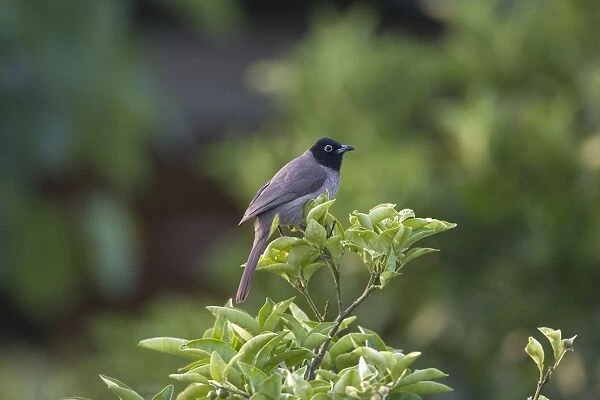 Spectacled Bulbul - Southern Turkey May