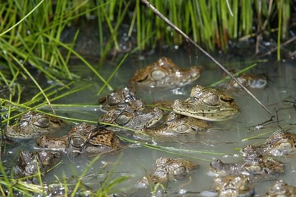 Spectacled Caiman - Babies, heads showing in water Llanos, Venezuela