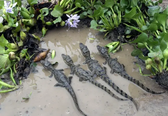 Framed Print : Spectacled caiman - Babies in water Llanos, Venezuela Caiman crocodilus Framed Print : Spectacled caiman - Babies in water Llanos, Venezuela Caiman crocodilus