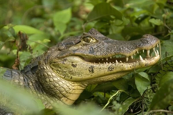 Spectacled Caiman. Costa Rica