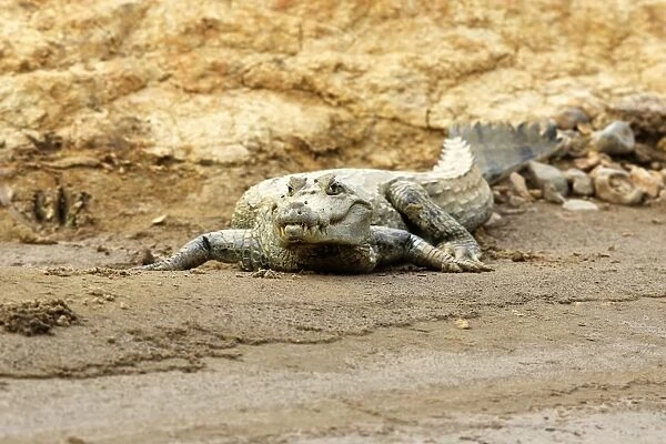 Spectacled caiman Madre de Dios River Peru