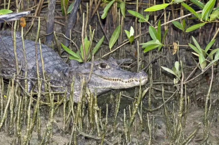 Framed Print : Spectacled Caiman - among mangrove roots - Caroni Swamp - Trinidad Framed Print : Spectacled Caiman - among mangrove roots - Caroni Swamp - Trinidad