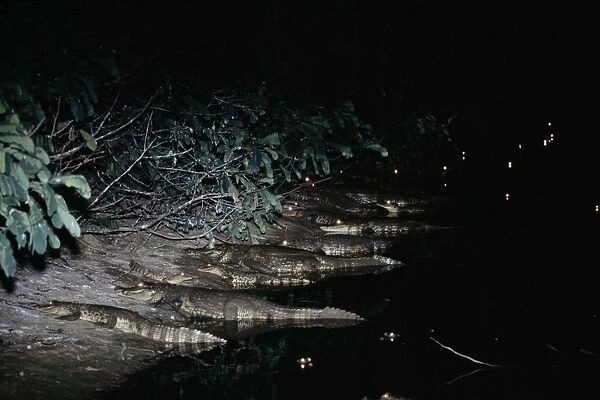 Spectacled Caiman - At night, on waters edge Llanos, Venezuela, South America