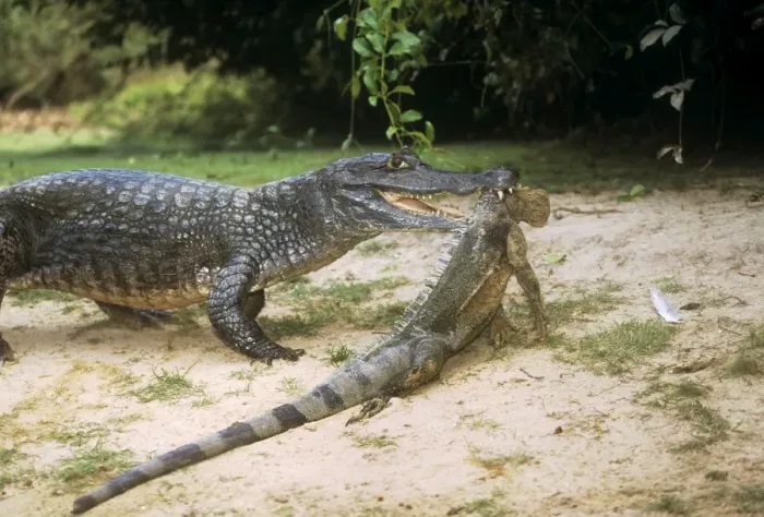 Framed Print : Spectacled Caiman - with prey Framed Print : Spectacled Caiman - with prey