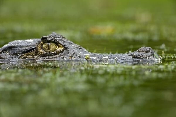 Spectacled Caiman - Tropical Rainforest - Costa Rica
