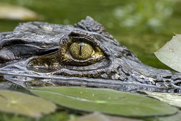 Spectacled Caiman - Tropical Rainforest - Costa Rica
