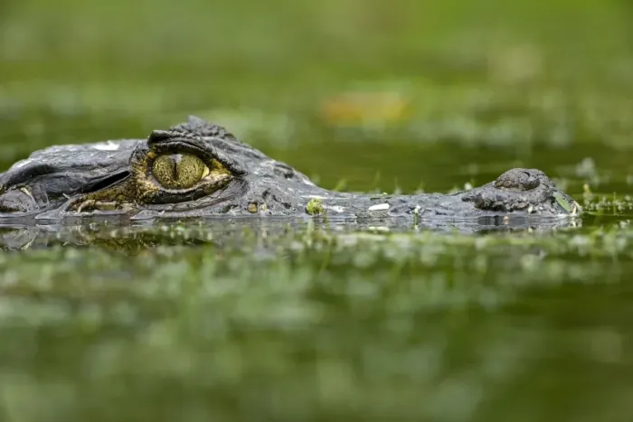 Framed Print : Spectacled Caiman - Tropical Rainforest - Costa Rica Framed Print : Spectacled Caiman - Tropical Rainforest - Costa Rica