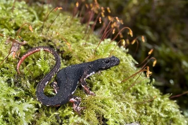 Spectacled Salamander - the only endemic genus of the italian herpetofauna - Tuscany - Italy