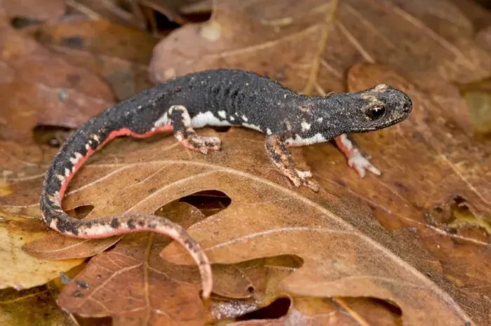 Framed Print : Spectacled Salamander - the only endemic genus of the italian herpetofauna - Italy Framed Print : Spectacled Salamander - the only endemic genus of the italian herpetofauna - Italy