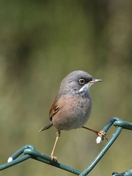 Spectacled Warbler - Adult female perched on fence, March Cyprus