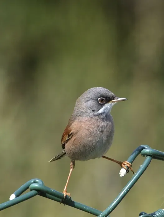 Framed Print : Spectacled Warbler - Adult female perched on fence, March Cyprus Framed Print : Spectacled Warbler - Adult female perched on fence, March Cyprus