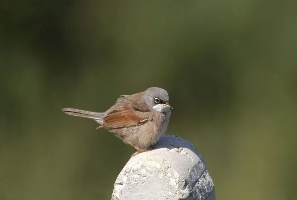 Spectacled Warbler - Adult male on post, March Cyprus