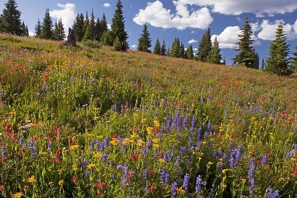 Spectacular early summer flowers, including arnica, lupin, paintbrush etc, on Shrine Pass near Vail, at about 11, 000 ft, The Rockies, Colorado, USA, North America