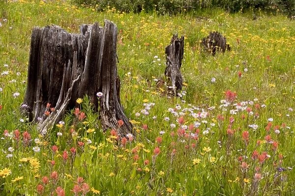 Spectacular early summer flowers, including arnica, aster, paintbrush etc, among old felled trees, on Shrine Pass near Vail, at about 11, 000 ft, The Rockies, Colorado, USA, North America