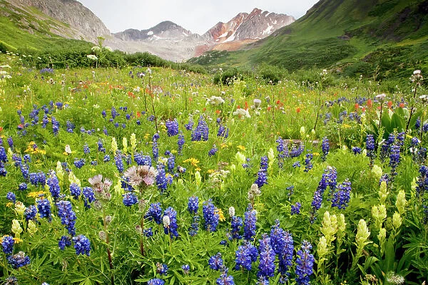 Spectacular mass of alpine flowers including lupines, paintbrushes etc