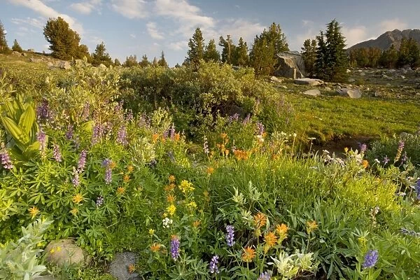 Spectacular mass of alpine flowers (paintbrush, lupin etc) near Winnemucca Lake in the Sierra Nevada, Carson Pass, California